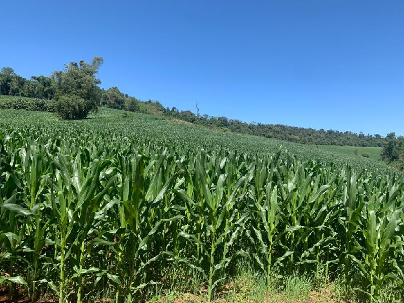 rea De Terra