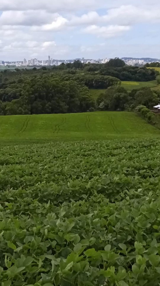 rea De Terra
